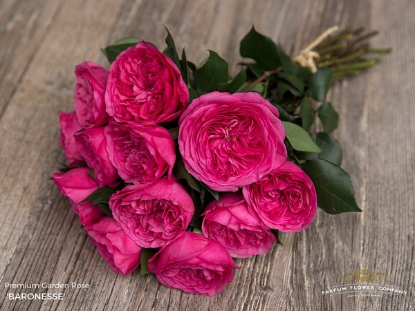 ROSE BARONESSE